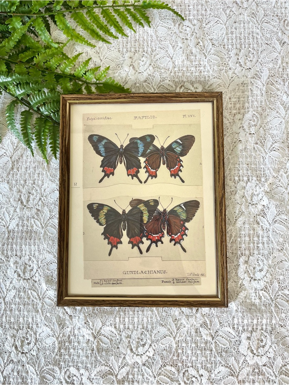 Vintage Framed Butterfly Decor 8.5” x 11”